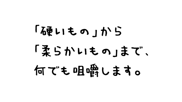 「硬いもの」から「柔らかいもの」まで、何でも咀嚼します。